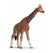 Safari Toy Figure - Giraffe from Schleich