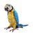 Squawkers McCaw